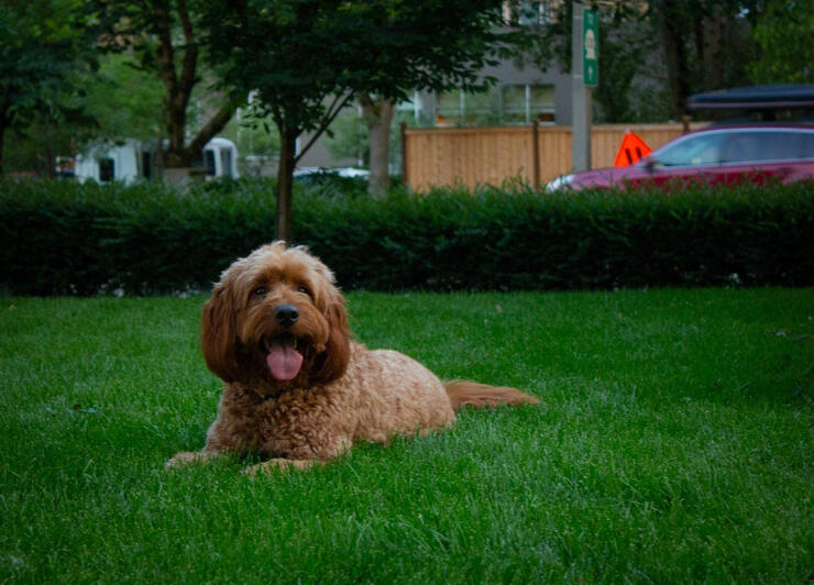 dog